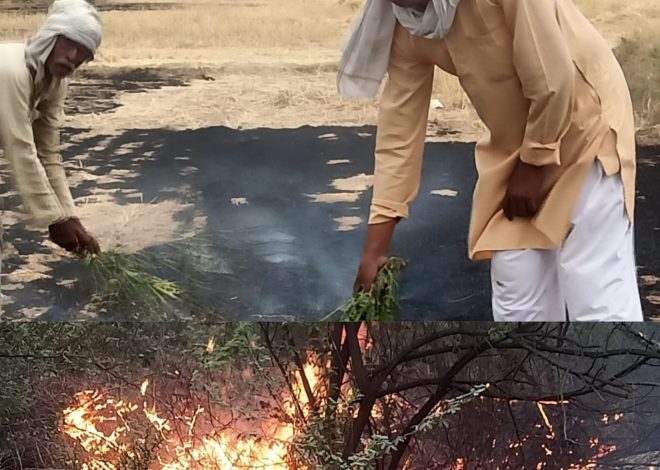 खेतों में आग लगने से कीमती सीशम,सागौन के पेड़ जले,किसानों का प्रयास आग बुझाने में रहा कामयाब