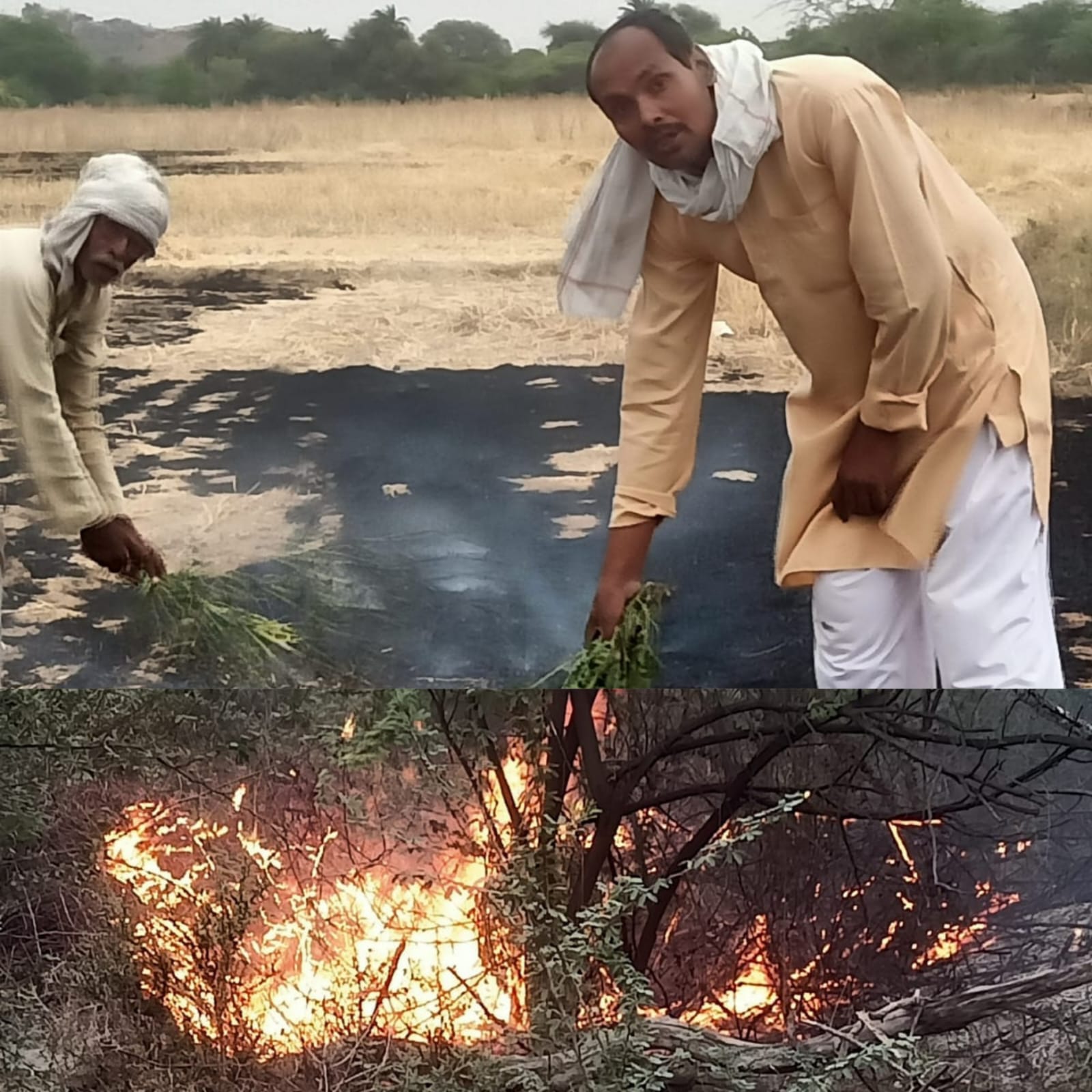 खेतों में आग लगने से कीमती सीशम,सागौन के पेड़ जले,किसानों का प्रयास आग बुझाने में रहा कामयाब